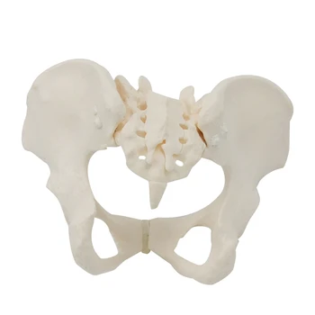 1 шт. 1:1 Женская модель таза в натуральную величину Женская модель тазового скелета Анатомическая модель для научного образования