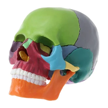 15 шт./комплект Набор моделей черепов в разобранном виде Модель черепа Цвет Анатомическая модель черепа Съемный инструмент для обучения