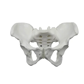 G5AA Анатомическая модель женского таза в натуральную величину Женская тазовая кость для акушерско-гинекологических исследований Клинические условия