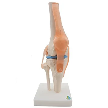 Анатомический коленный сустав со связками, модель в натуральную величину