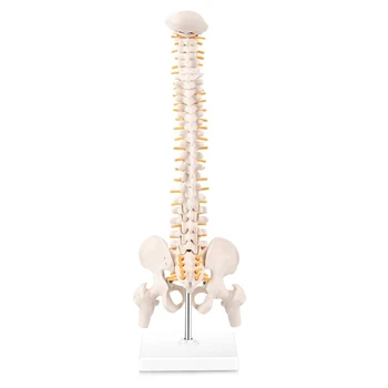 миниатюрная модель анатомии позвоночника, 15,5-дюймовая мини-модель позвоночного столба со спинномозговыми нервами, тазом, бедренной костью, установленная на основании