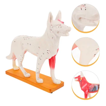 Модель акупунктуры собак Анатомическая модель акупунктуры собак для обучения студентов