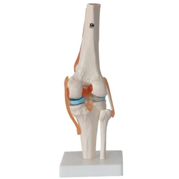 Модель тела Модель анатомии коленного сустава человека Модель гибкого скелета с функциональными связками и базовыми моделями обучения