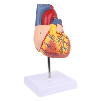 Разобранная анатомическая модель человеческого сердца Анатомия Медицинский инструмент для обучения Дропшиппинг